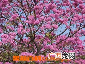 红花风铃木简介 红花风铃木图片和种植方法