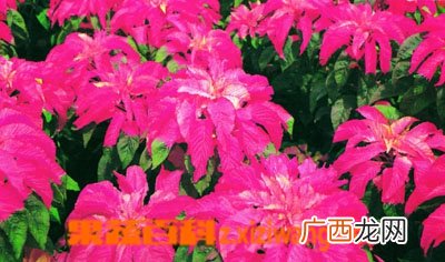 红睡莲的功效与作用
