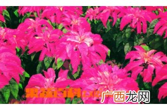 红睡莲的功效与作用