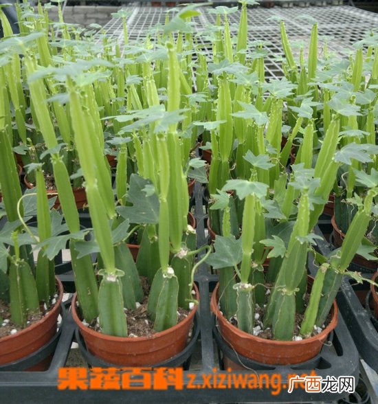 多花野牡丹的功效与作用
