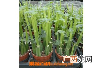多花野牡丹的功效与作用