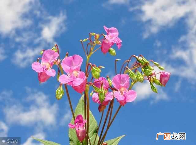 三角形有什么性的特征（实验揭秘：为什么三角
