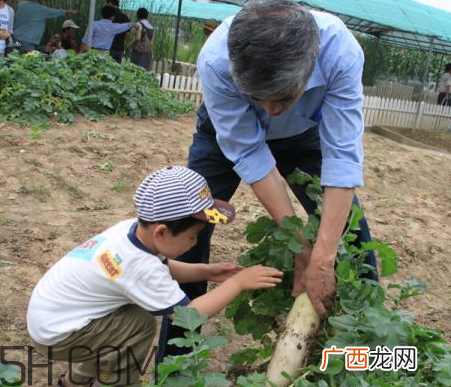 秋后拔萝卜再硬也要碰是什么意思？