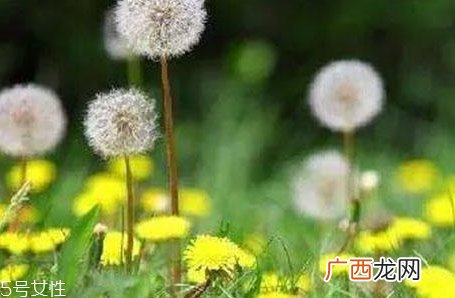 蒲公英茶能减肥吗？要这样搭配