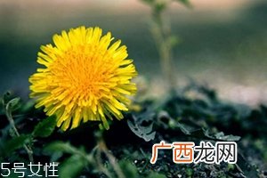 蒲公英茶能减肥吗？要这样搭配