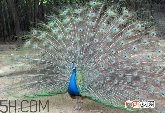 女生说孔雀是什么意思？女生说孔雀怎么回复