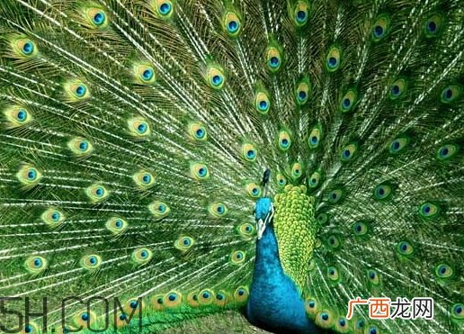 女生说孔雀是什么意思？女生说孔雀怎么回复