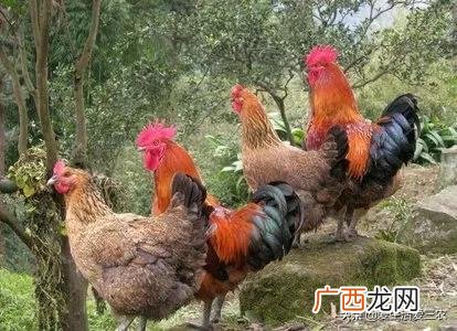 小投资养殖 养殖业投资小回本快