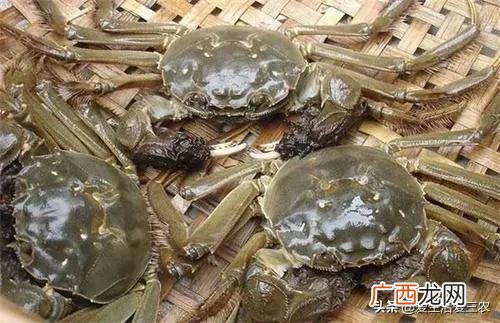 小投资养殖 养殖业投资小回本快