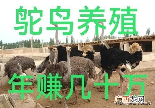 小投资养殖 养殖业投资小回本快