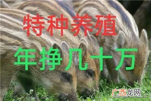 小投资养殖 养殖业投资小回本快