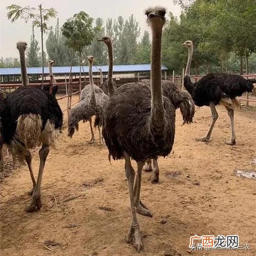 小投资养殖 养殖业投资小回本快