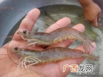 小投资养殖 养殖业投资小回本快