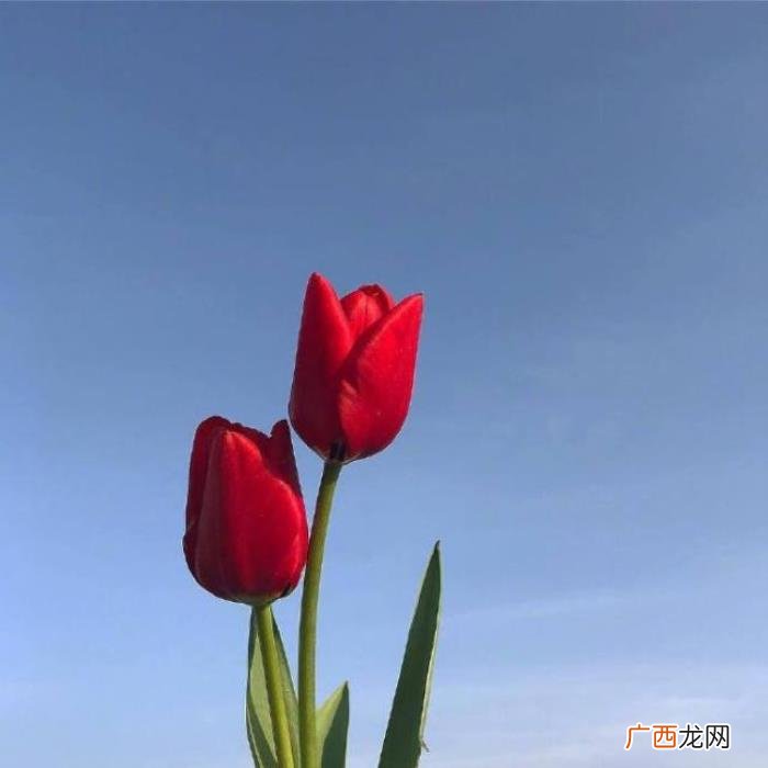 点赞过亿的早安说说 点赞过亿的说说及图片