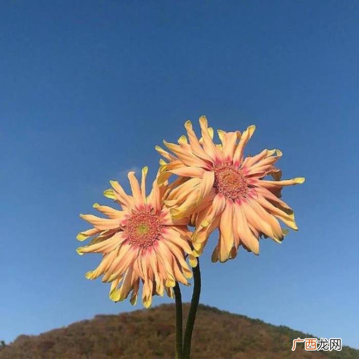 点赞过亿的早安说说 点赞过亿的说说及图片