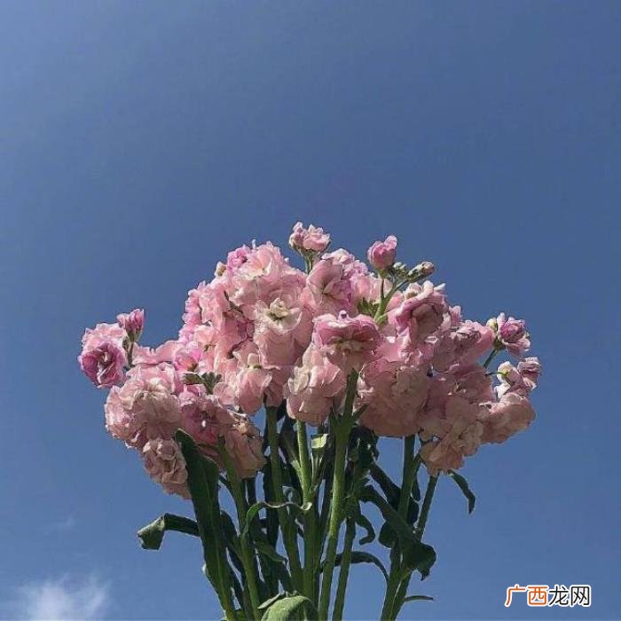 点赞过亿的早安说说 点赞过亿的说说及图片