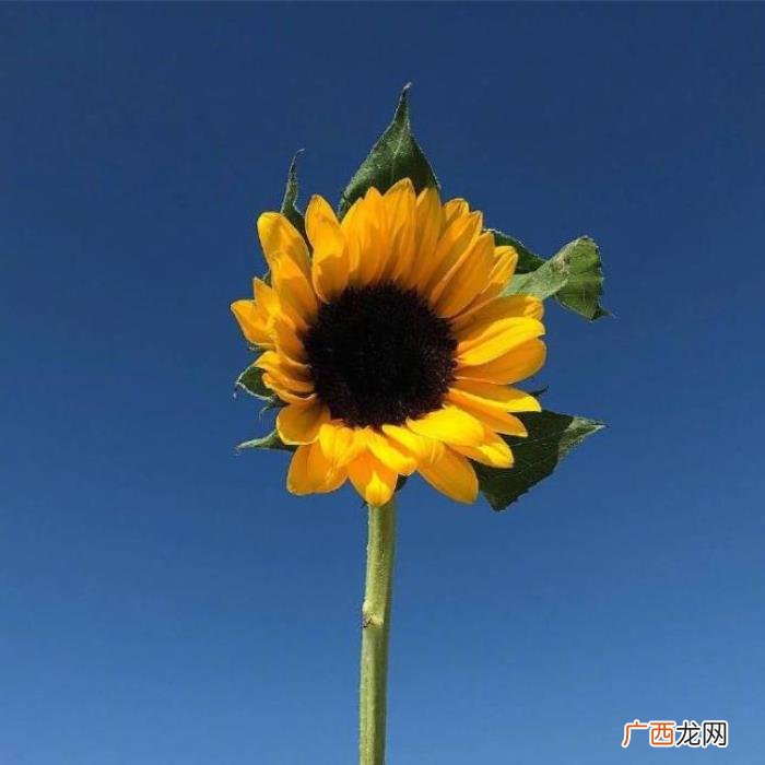点赞过亿的早安说说 点赞过亿的说说及图片