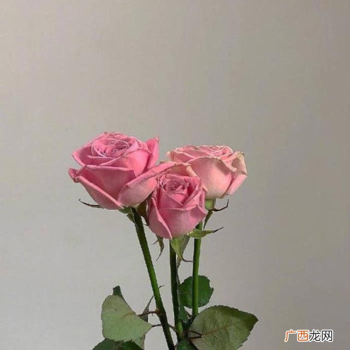 点赞过亿的早安说说 点赞过亿的说说及图片