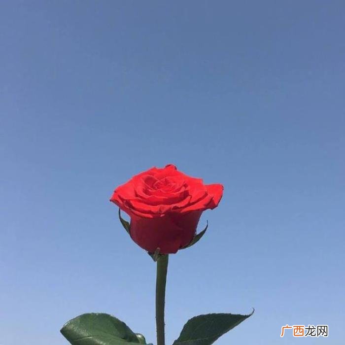 点赞过亿的早安说说 点赞过亿的说说及图片