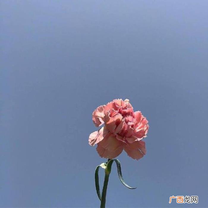点赞过亿的早安说说 点赞过亿的说说及图片