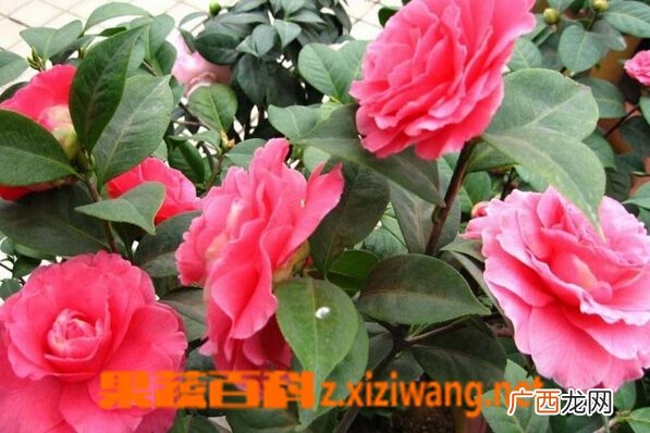 茶梅的功效与作用