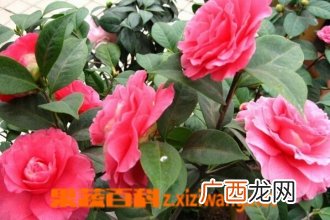 茶梅的功效与作用