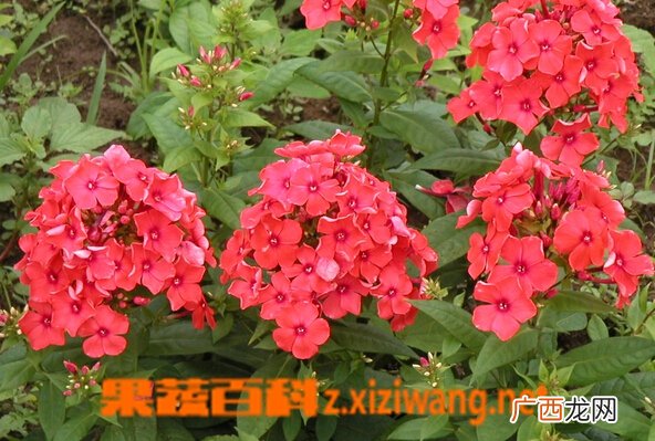 福禄考的功效与作用