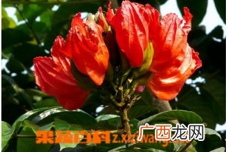 火焰木的功效与作用