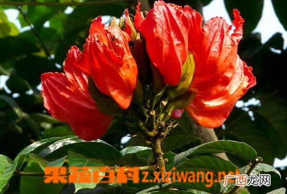 火焰木的功效与作用