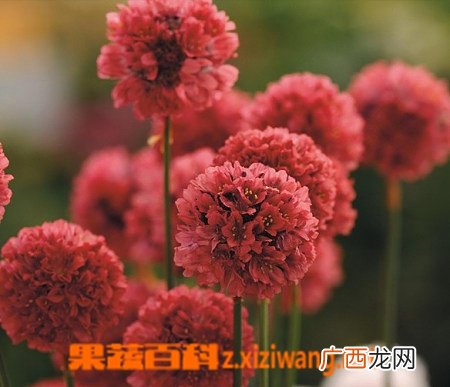 新几内亚凤仙的功效和作用