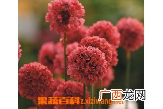 新几内亚凤仙的功效和作用