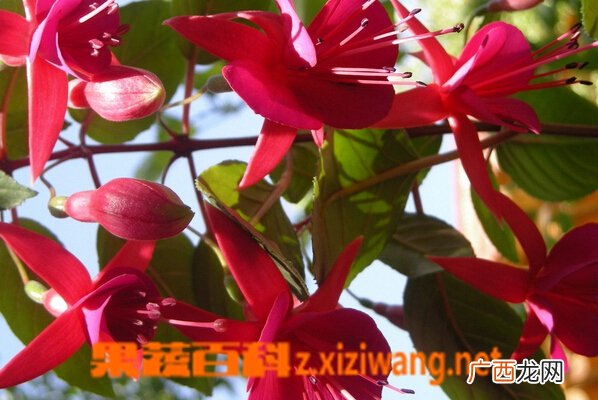 吊钟花的功效与作用