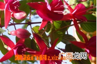 吊钟花的功效与作用