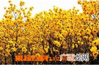 黄花风铃木的功效与作用