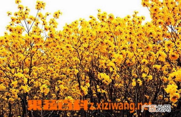 黄花风铃木的功效与作用