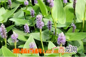 梭鱼草的功效与作用
