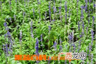 蓝花鼠尾草的功效与作用