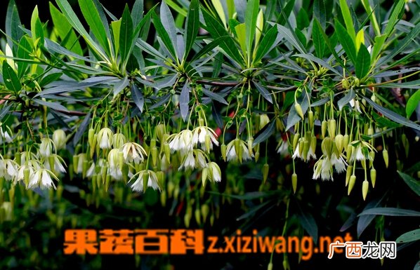 尖叶杜英的功效与作用