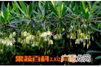 尖叶杜英的功效与作用