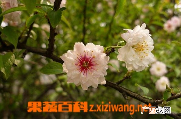 郁李的功效与作用