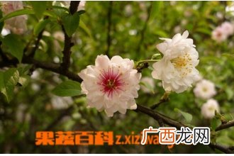 郁李的功效与作用