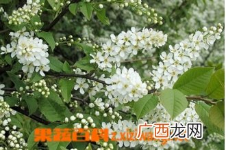 稠李的功效与作用