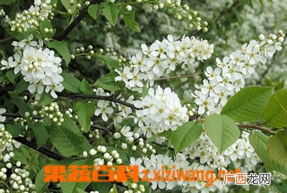 稠李的功效与作用
