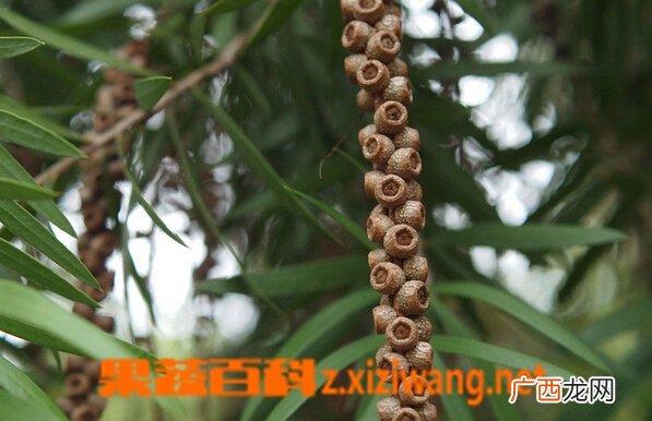 串钱柳的功效与作用