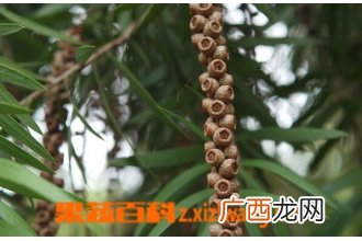 串钱柳的功效与作用