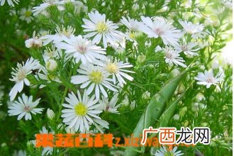 白晶菊的功效与作用