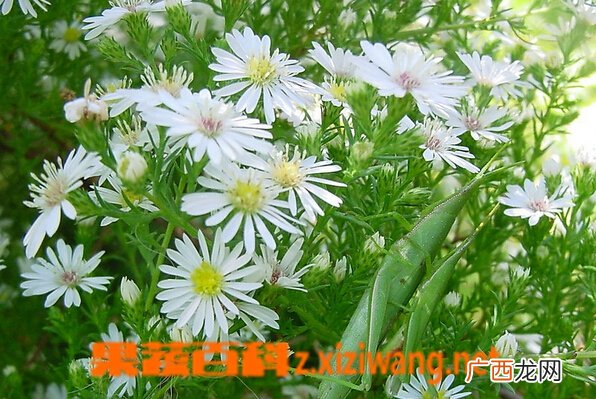 白晶菊的功效与作用
