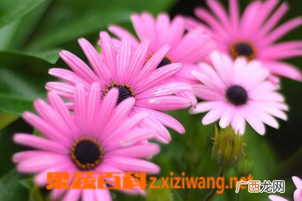 蓝目菊的功效与作用