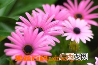 蓝目菊的功效与作用