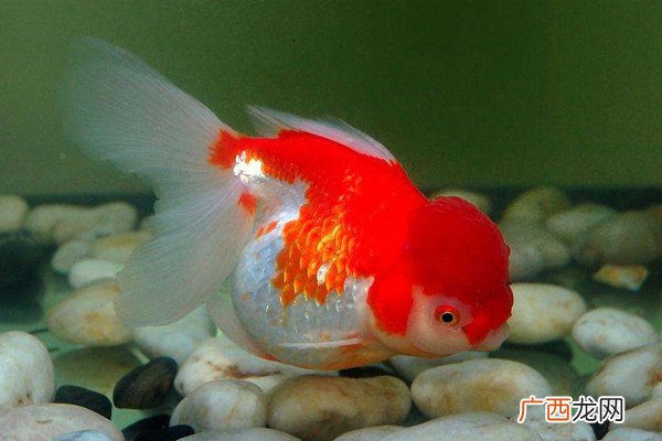 哪个星座比较健忘射手座天生乐观爱忘事